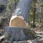 Demandez gratuitement votre devis abattage d’arbre