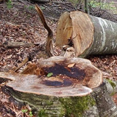 Entreprise d’élagage 30 pour vos travaux d’abattage d’arbre