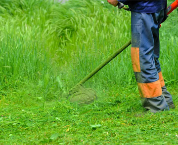 Faites appel à Hognon élagage pour le débroussaillage de terrain 