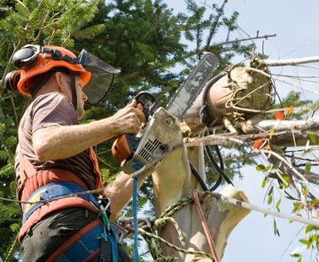 Pourquoi pratiquer l’étêtage d’arbre ?