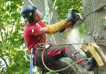 Elagage et étêtage d’arbre 30