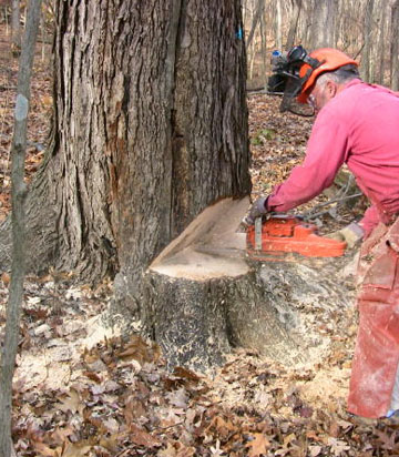 Le démontage par rétention de l’arbre à Mus et à Nîmes